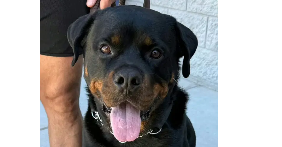 Bam - Rottweiler