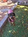 Poppy - Photo 1