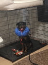 Poppy - Photo 2