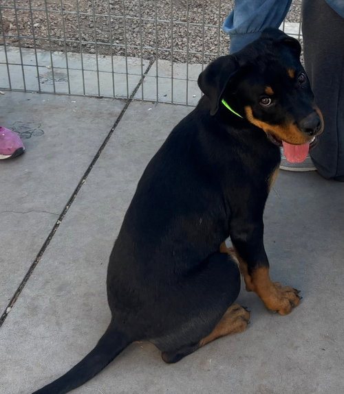 Lucky, an adoptable Rottweiler in Gilbert, AZ