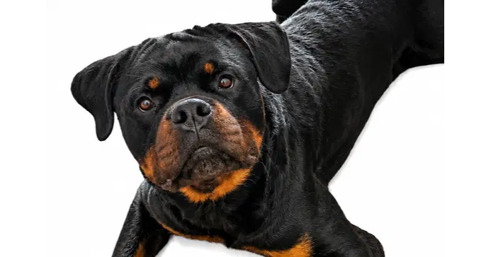 Jojo - Rottweiler