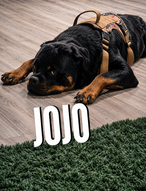 Jojo photo 3
