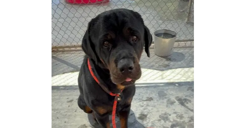 Storm - Rottweiler