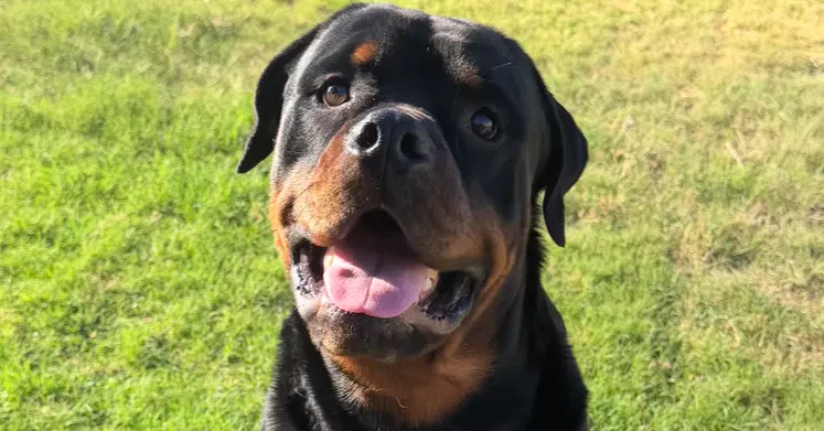 Koda - Rottweiler