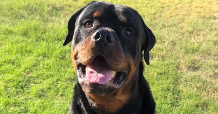 Koda