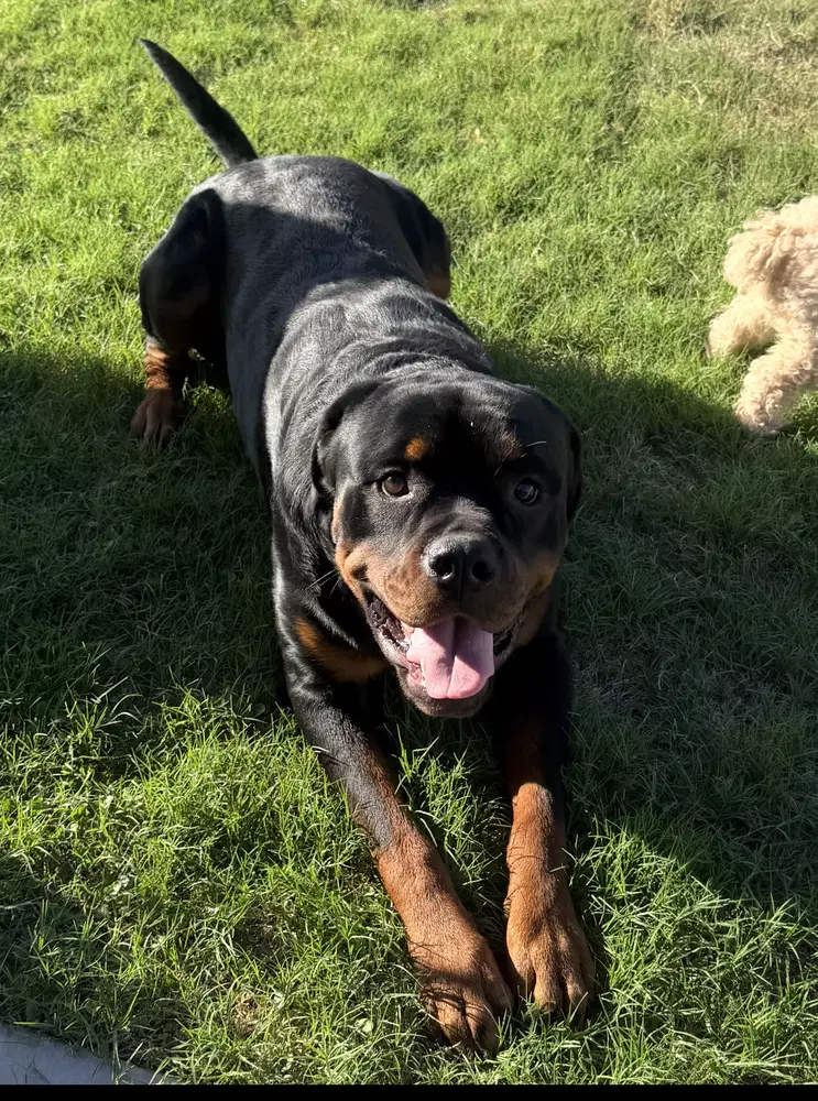 Koda image 2
