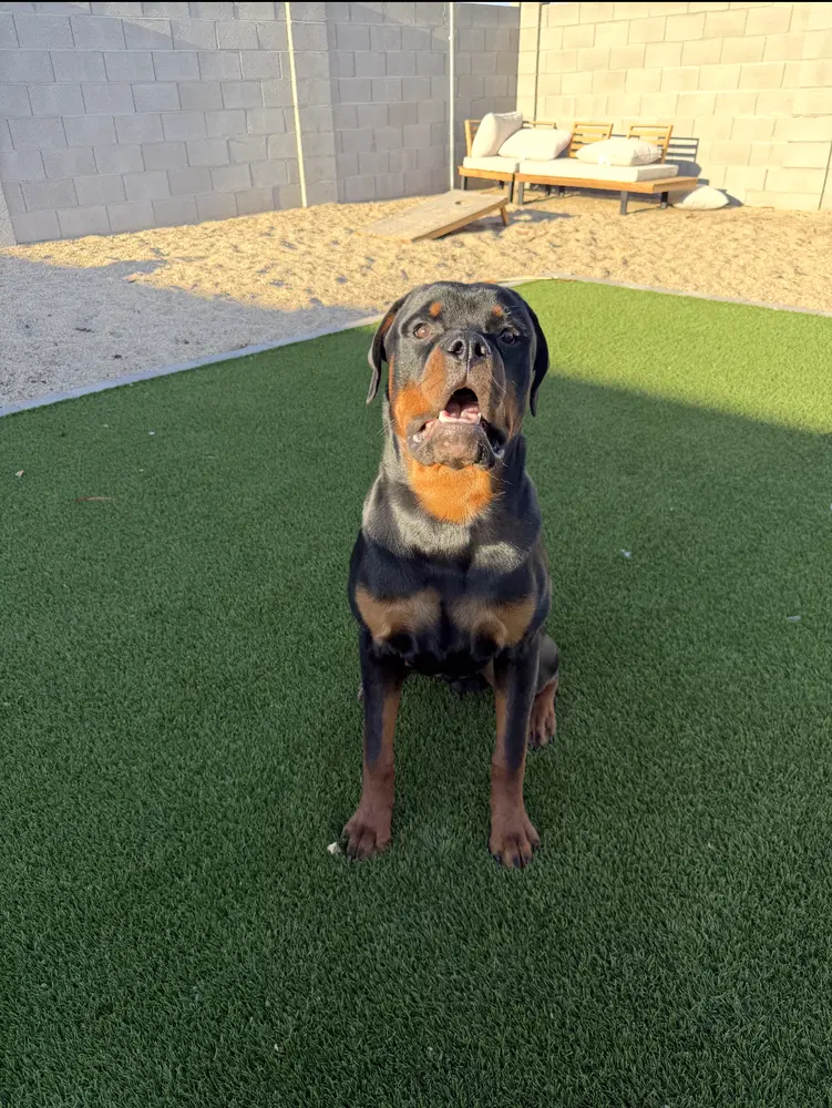 Koda image 3