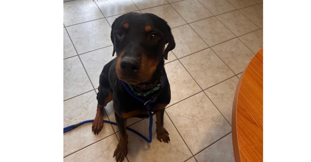 Willy, Rottweiler