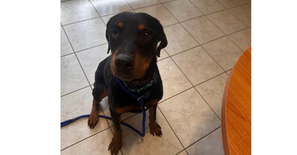 Willy - Rottweiler