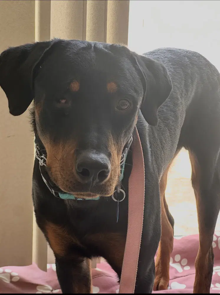 Willy - Rottweiler