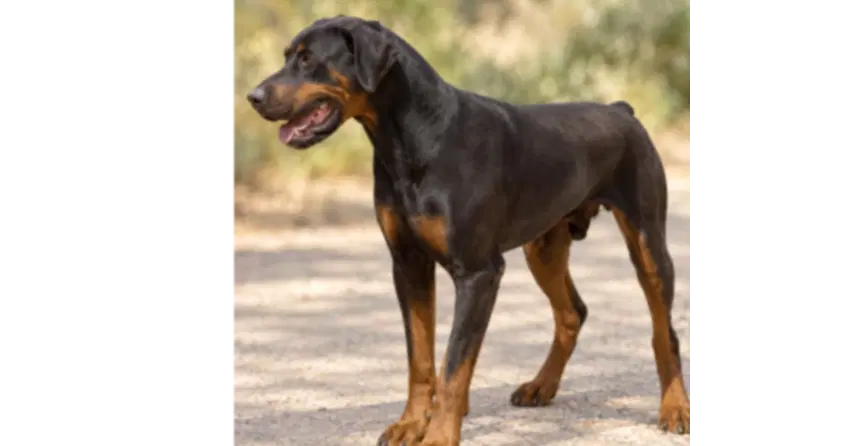 Mac - Rottweiler