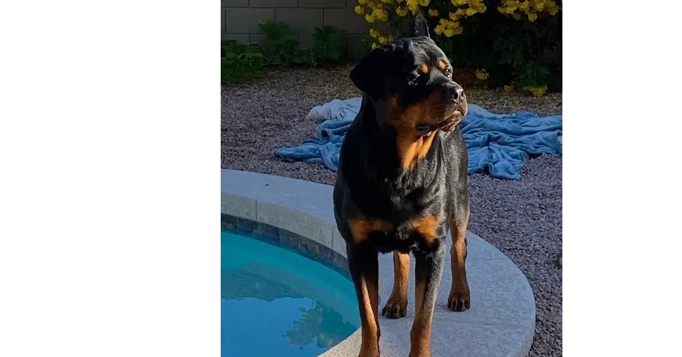 Alexander - Rottweiler