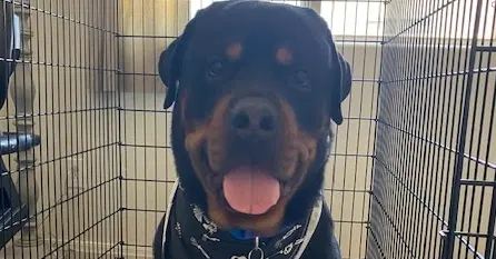 Alexander - Rottweiler