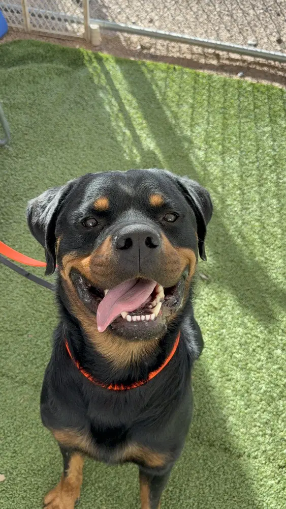 Zeke image 3