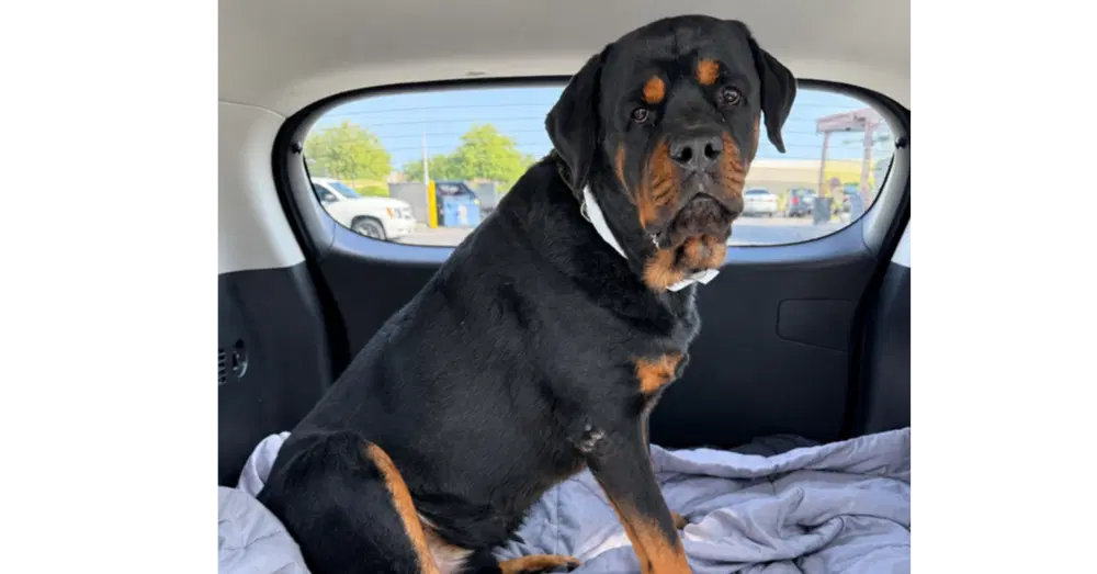 Gino - Rottweiler