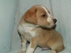 Jake
