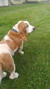 Skipper