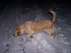Sidney - Courtesy Listing