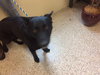 Tyson