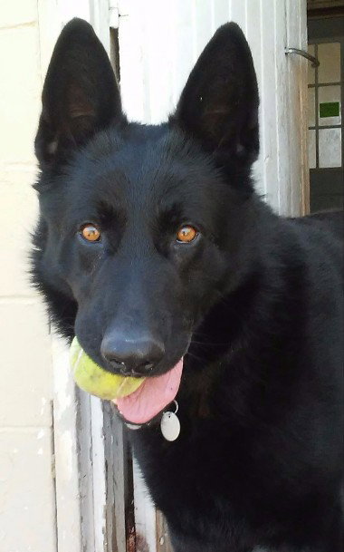 Tyson