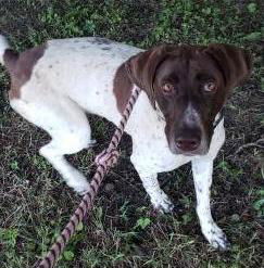 Penny the Pointer