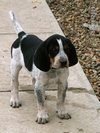 Cyrus puppy