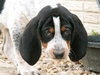 Cyrus puppy