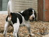 Cyrus puppy