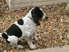 Cyrus puppy