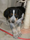 Cyrus puppy