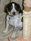 Cyrus puppy