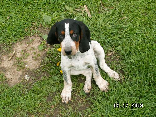 Cyrus puppy