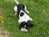 Cyrus puppy