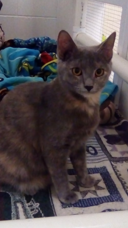 Posie