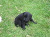 Lab Mix Puppies