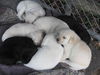 Lab Mix Puppies