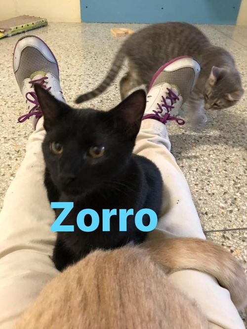 Zorro