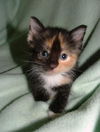 Allegra