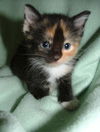 Allegra