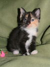 Allegra