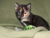 Allegra