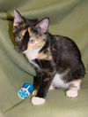 Allegra