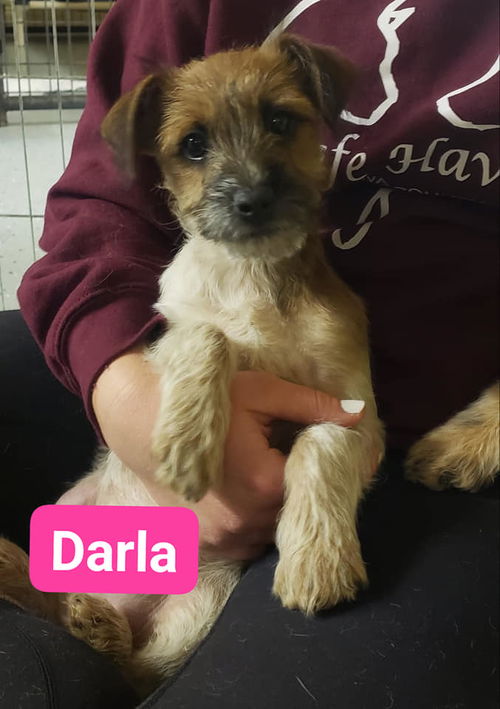 Darla