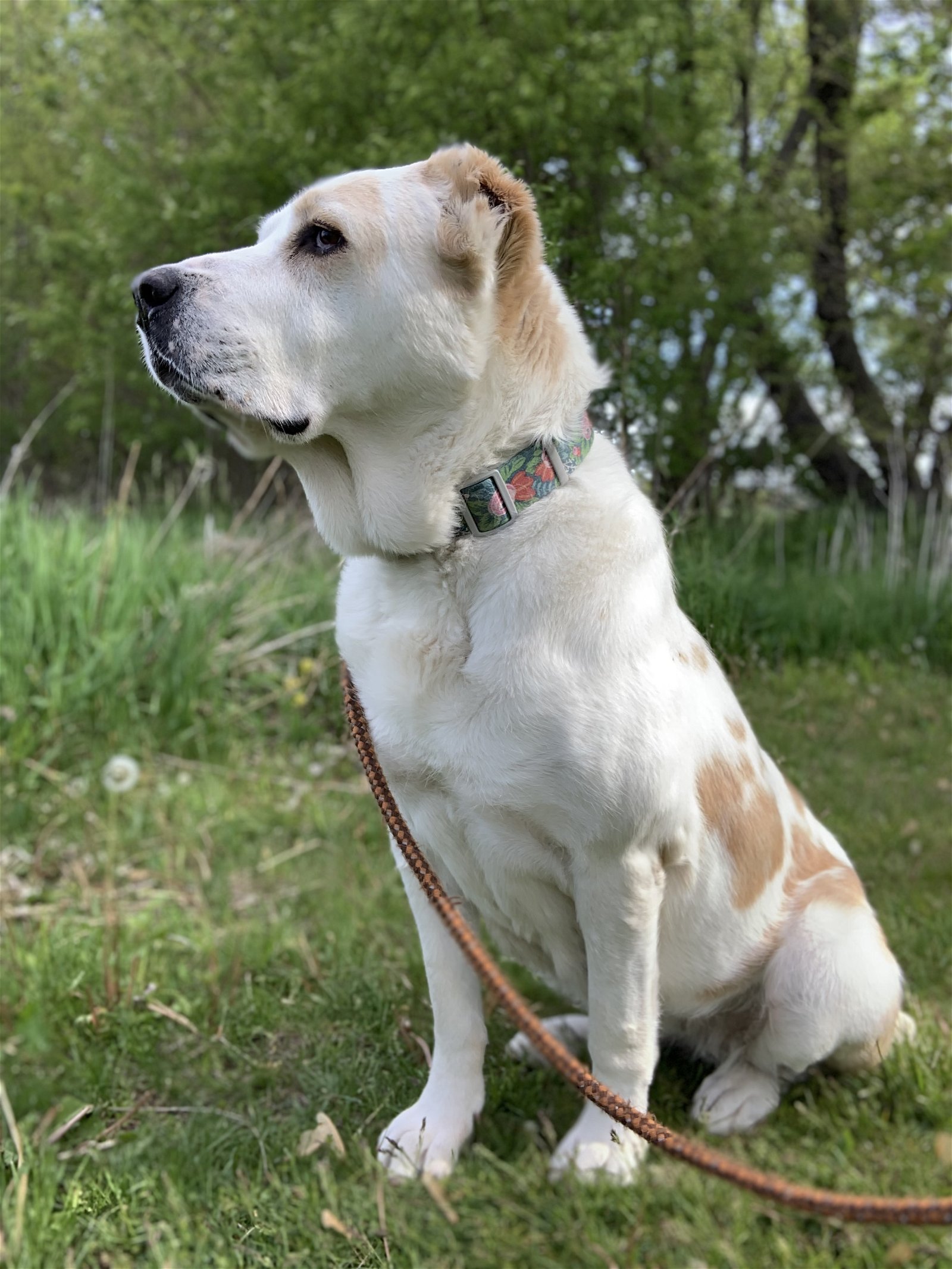 adoptable Dog in Williamsburg, IA named Zoe