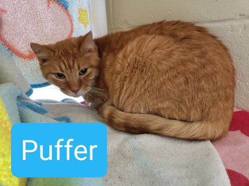 Puffer