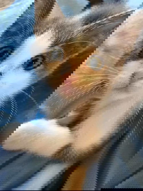 Vega