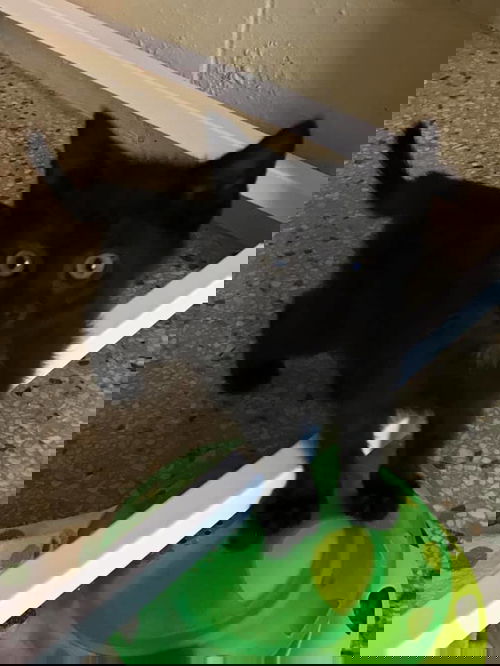 Ace