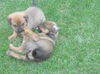 Mastiff/Rott Puppies