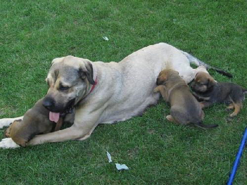 Mastiff/Rott Puppies