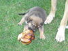 Mastiff/Rott Puppies